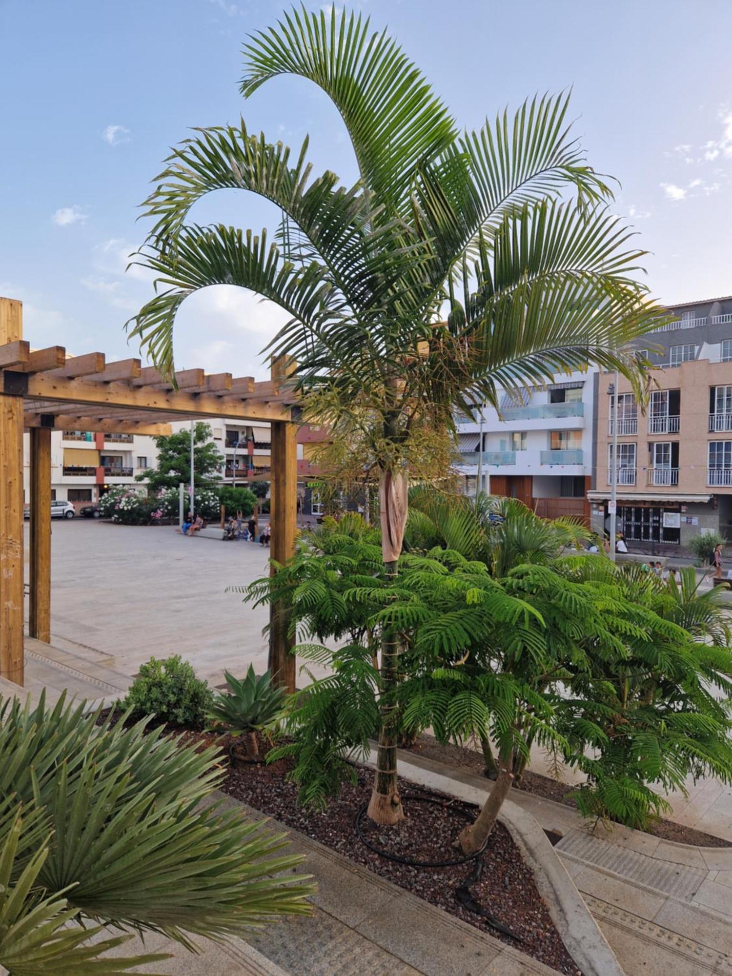 Studia Puerto De Santiago Apartment Пуерто де Сантяго Стая снимка